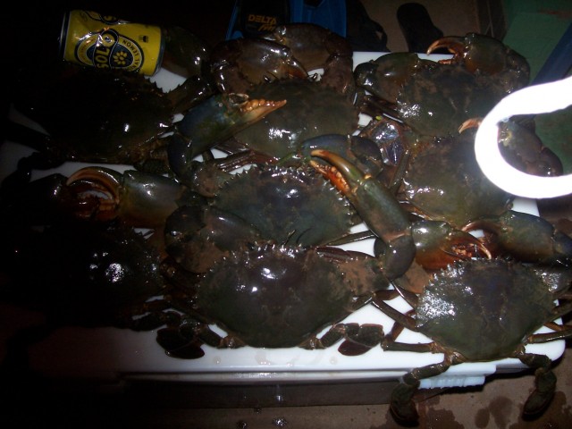 A few mudcrabs